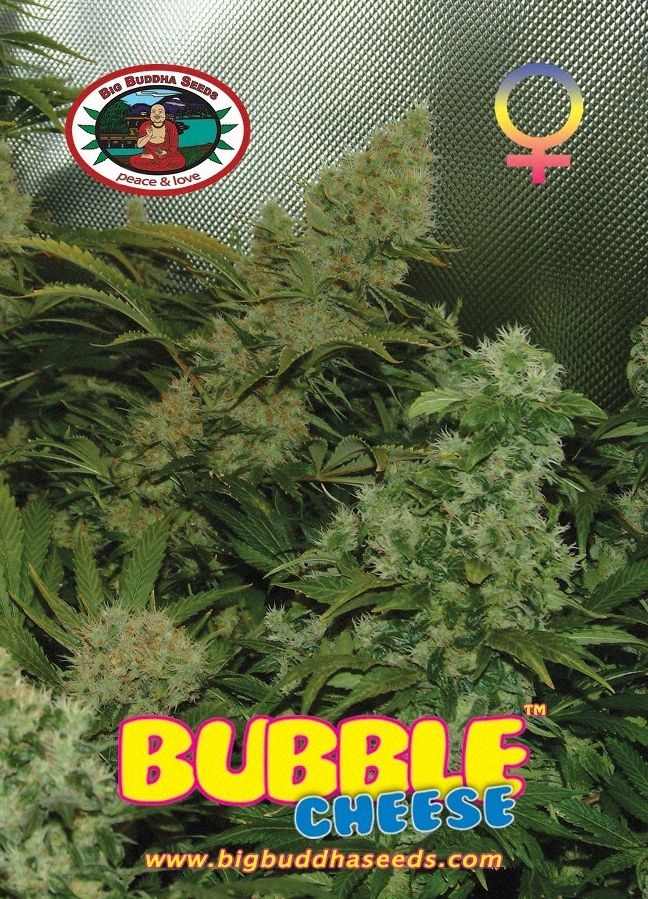 Bubble Cheese