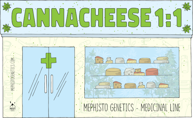 Canna-Cheese CBD 1:1 Auto