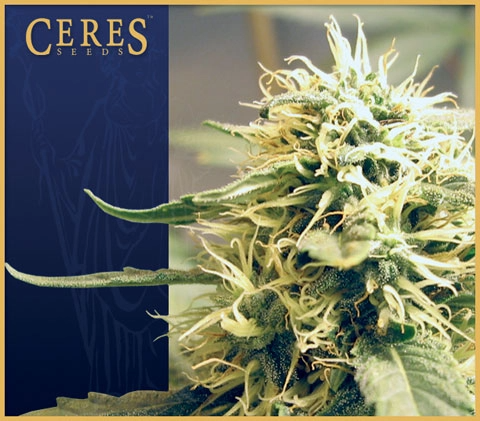 Ceres Kush