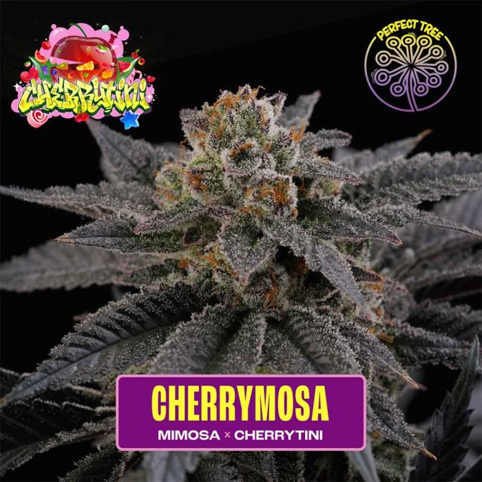 CherryMosa