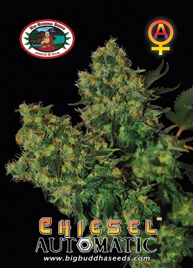 Chiesel Auto