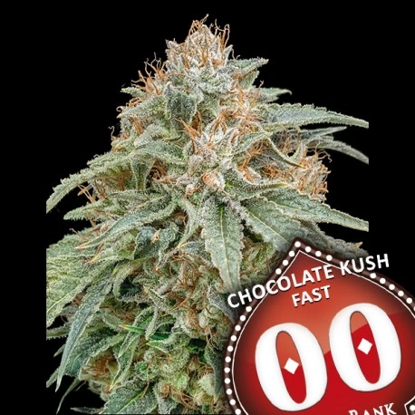 Chocolate Kush FAST