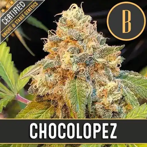 Chocolopez