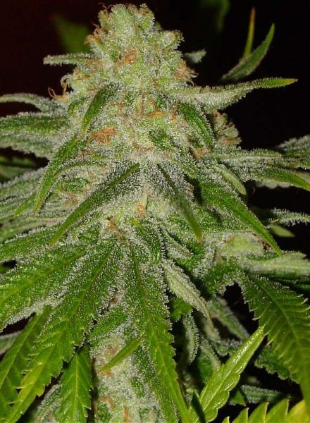 Cinderella 99 (BC Bud)