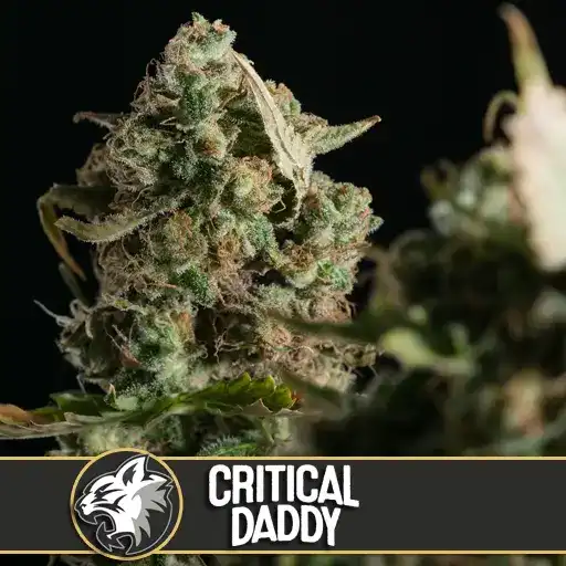 Critical Daddy Purple