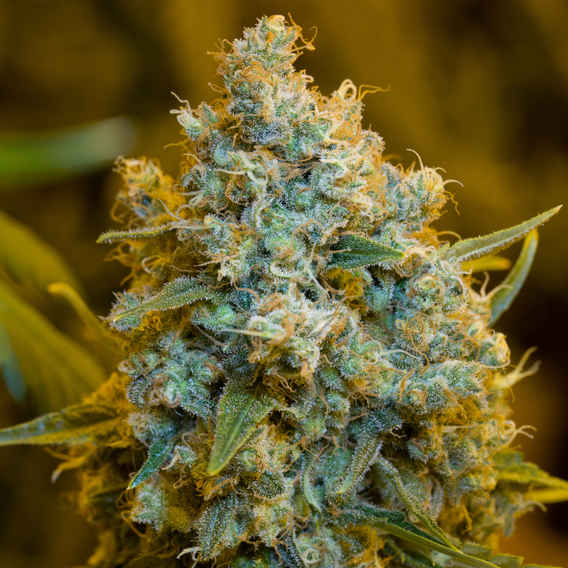 Critical Jack (Silent Seeds)