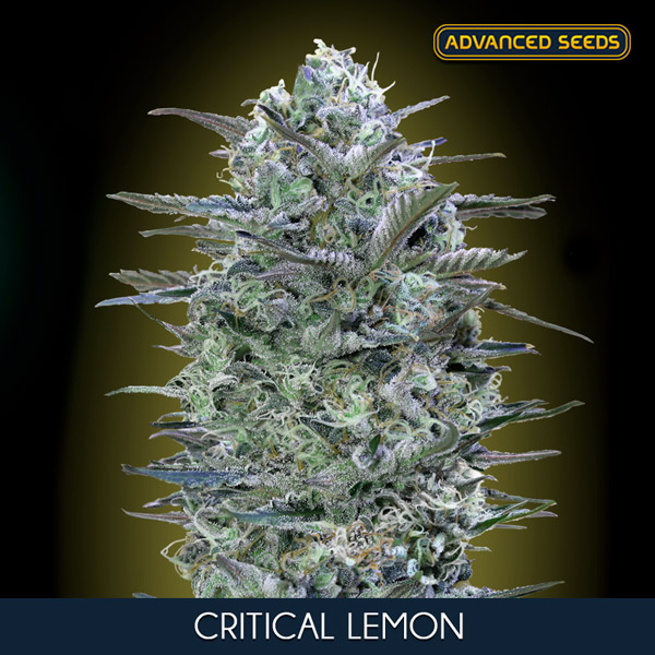 Critical Lemon