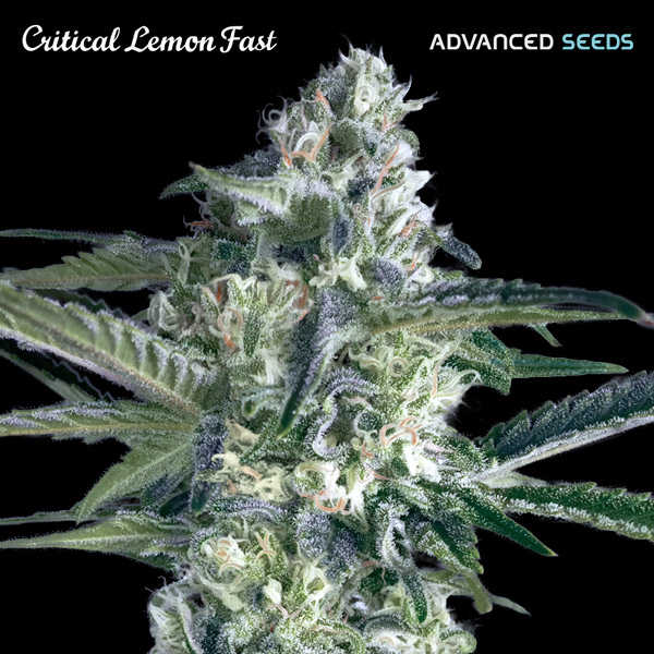 Critical Lemon Fast