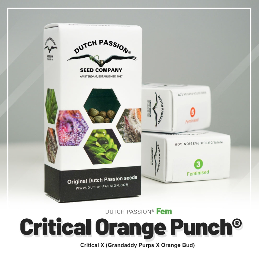 Critical Orange Punch