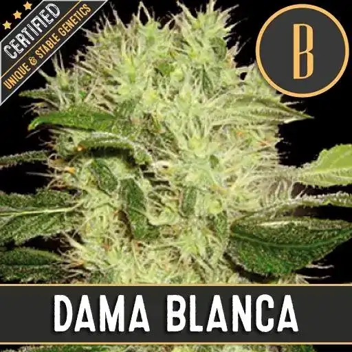 Dama Blanca