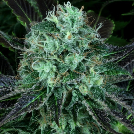 Dark Star Kush regulär