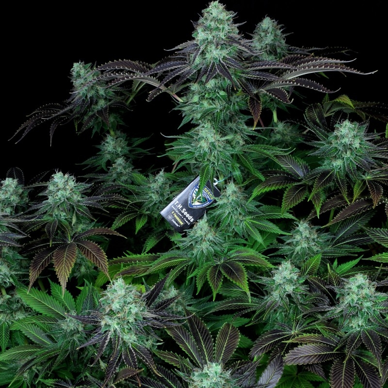 Darkstar Kush