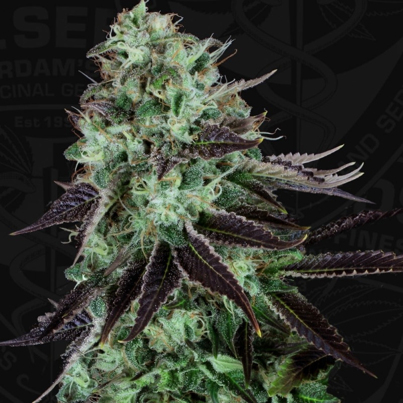 Darkstar Kush