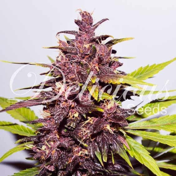 Auto Dark Purple