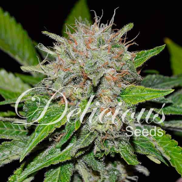 Deep Mandarine CBD