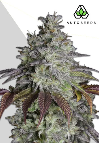 Do Si Dos (Auto Seeds)