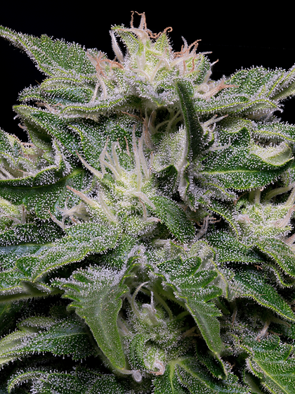 Don Blueberry Auto