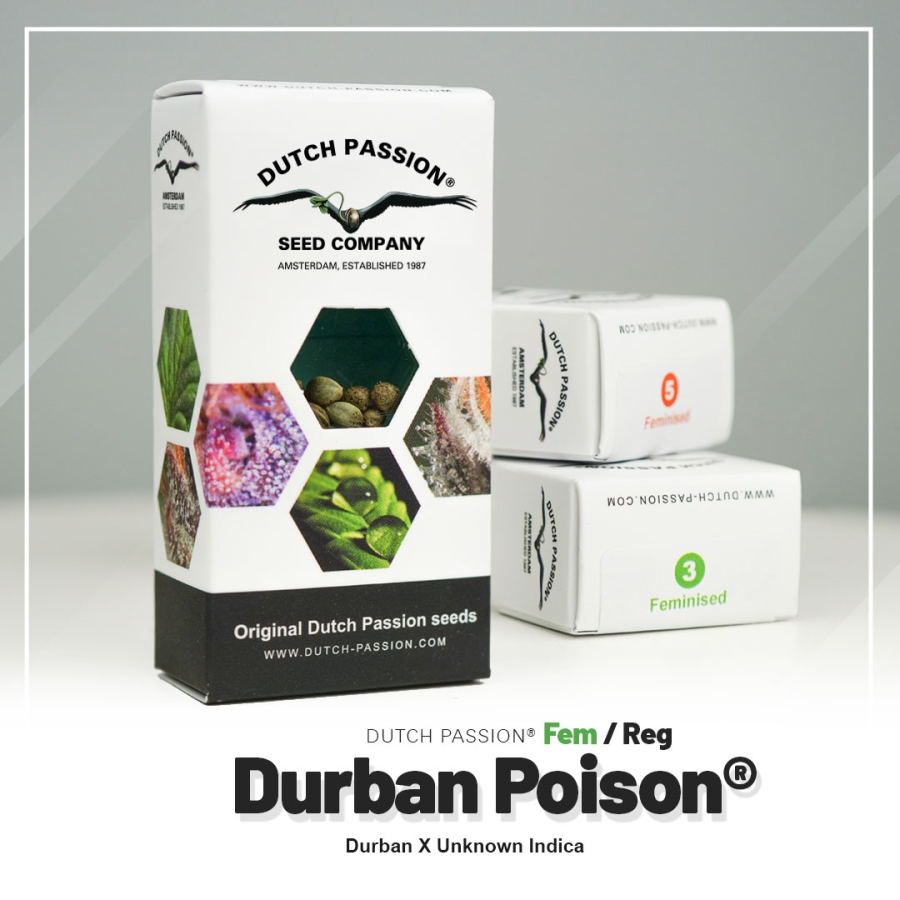 Durban Poison