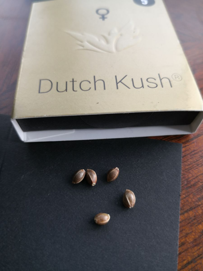 Dutch Kush