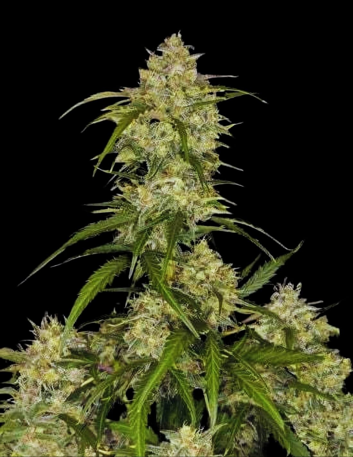 Sour Jealousy Auto