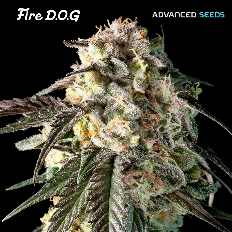 Fire D.O.G