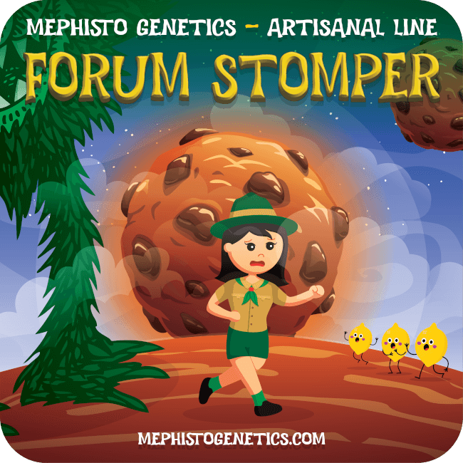 Forum Stomper Auto