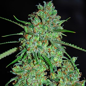 White Critical (G13)