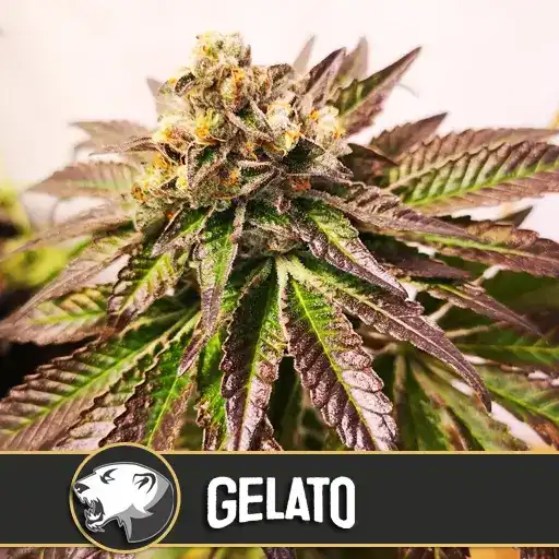 Gelato (BlimBurn)