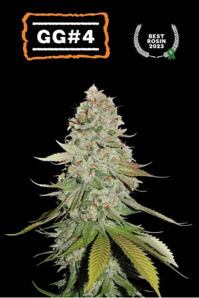 Gorilla Glue (Seedstockers)