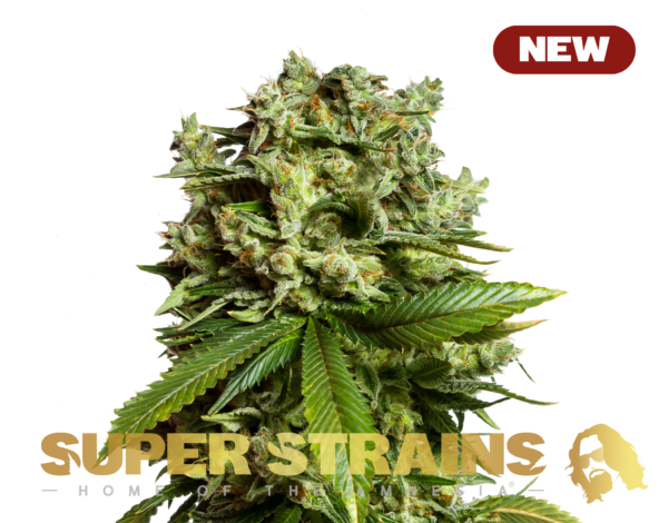 #GG4 (Super Strains Seeds)