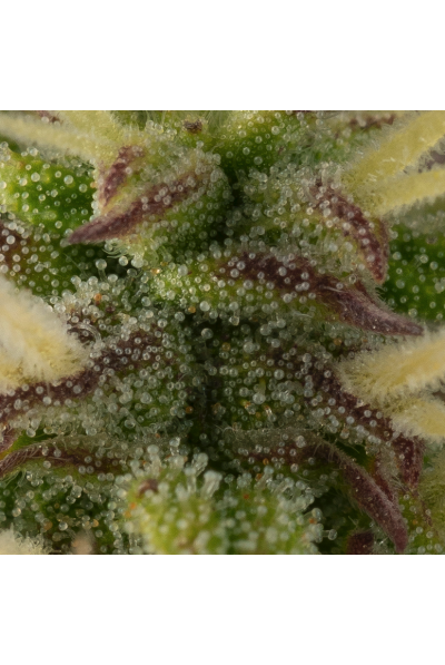 Girl Scout Cookies Auto (Seedstockers)