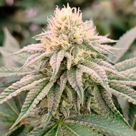 Gorilla Frost (Silent Seeds)