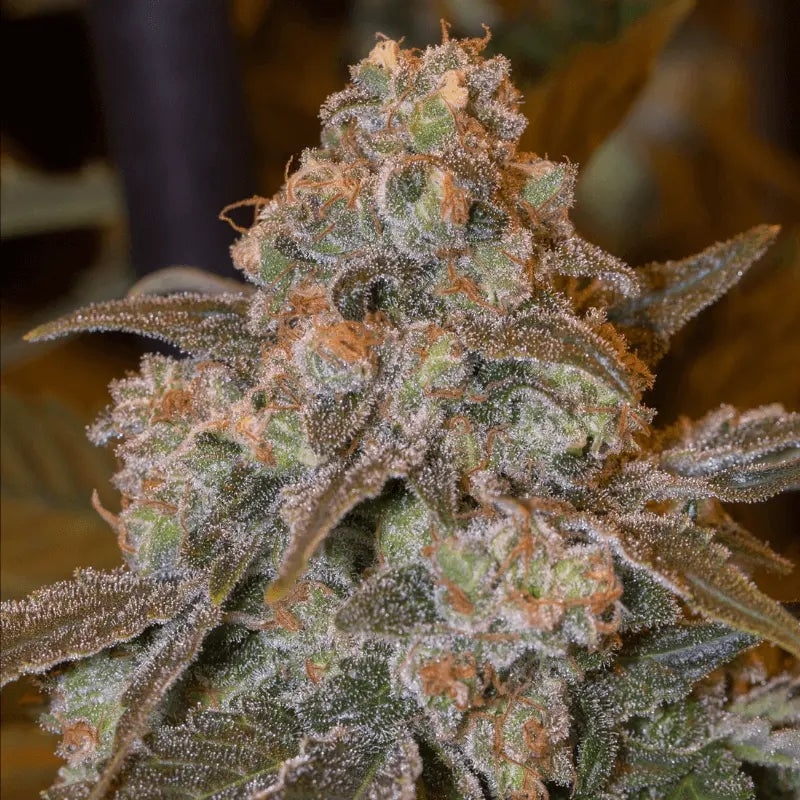 Gorilla Frost (Silent Seeds)