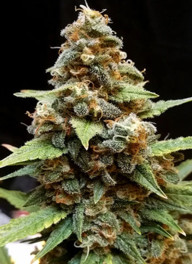 Gorilla Lemon Fire