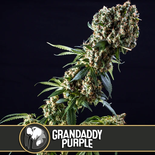 Grandaddy Purple (BlimBurn)