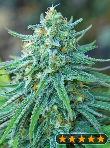 Green Poison F1 Early