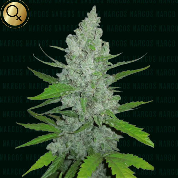 Griselda White Widow