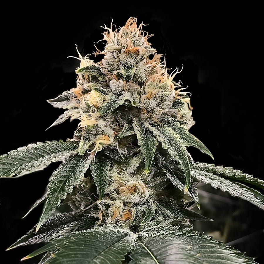 HG23 Aka Michael Jordan Auto