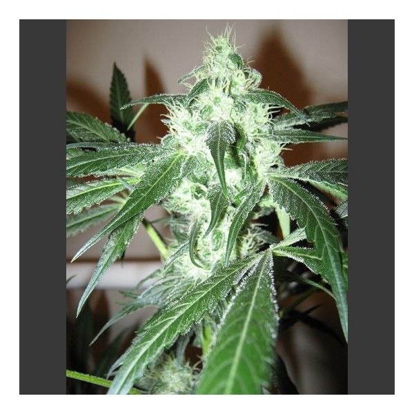 Ice (Nirvana Seeds)