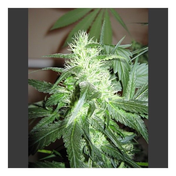 Ice (Nirvana Seeds)