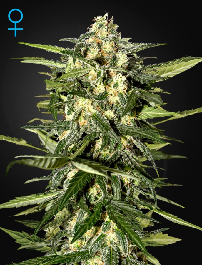 Jack Herer Auto (GH)