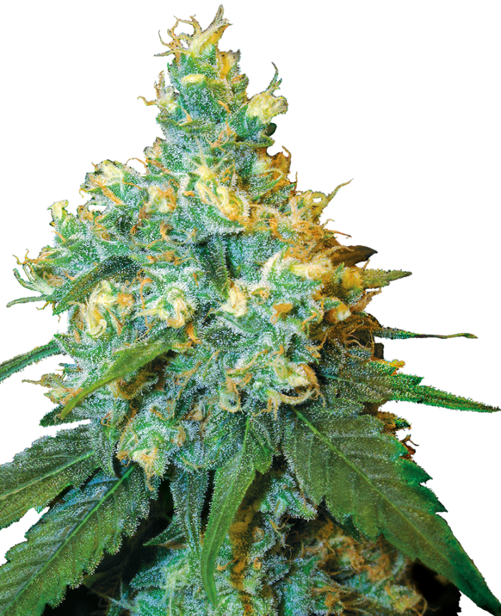 Jack Herer (Sensi Seeds)