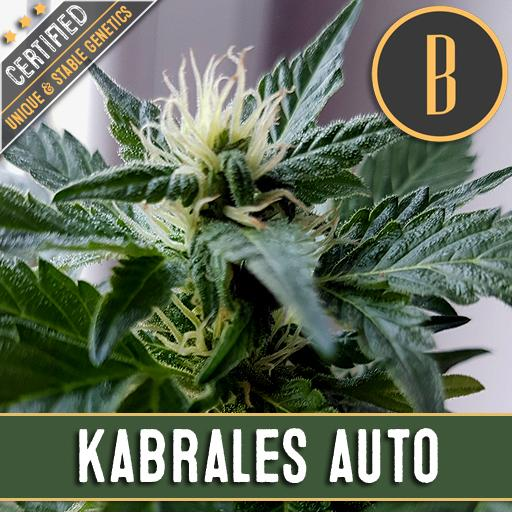 Kabrales Automatic