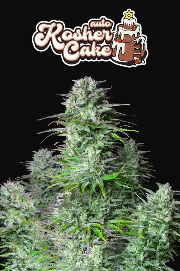 Kosher Cake Auto