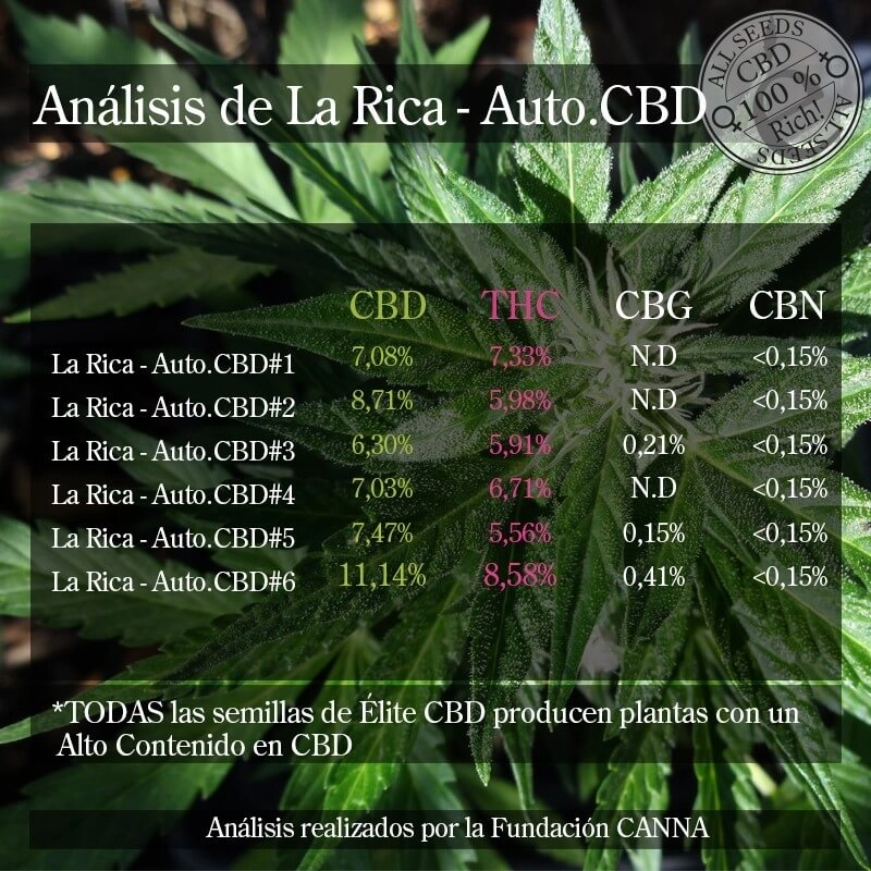 La Rica Auto CBD