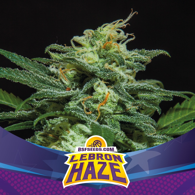 Lebron Haze XXL Auto