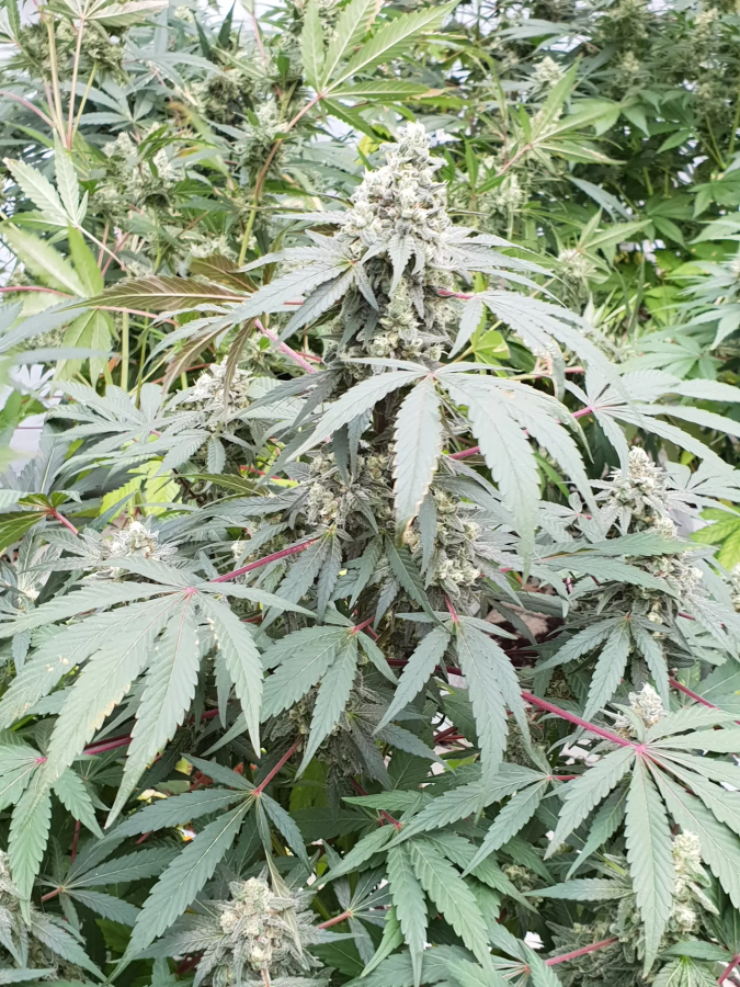 Lemonade Auto