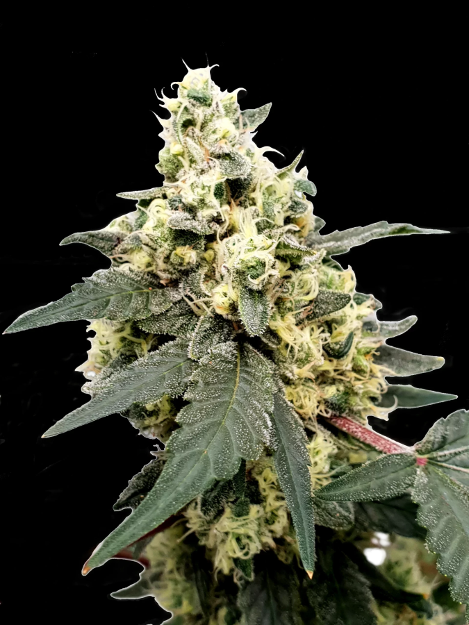 Lemonade Auto