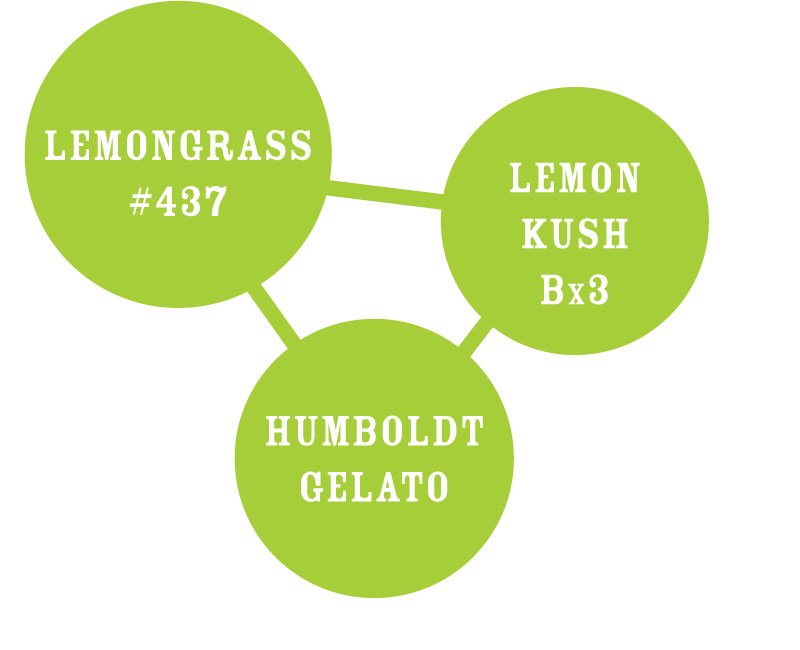 Lemongrass regulär