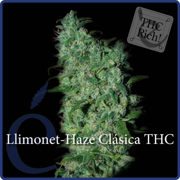 Llimonet Haze Clásica THC